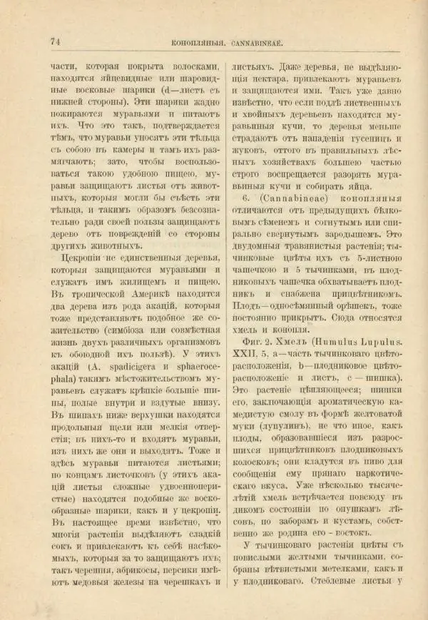 М. Вилькоммъ - Ботанический атлас - Страница № 90