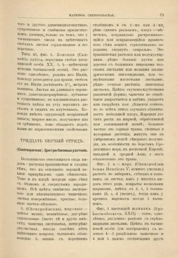 М. Вилькоммъ - Ботанический атлас - Страница № 91