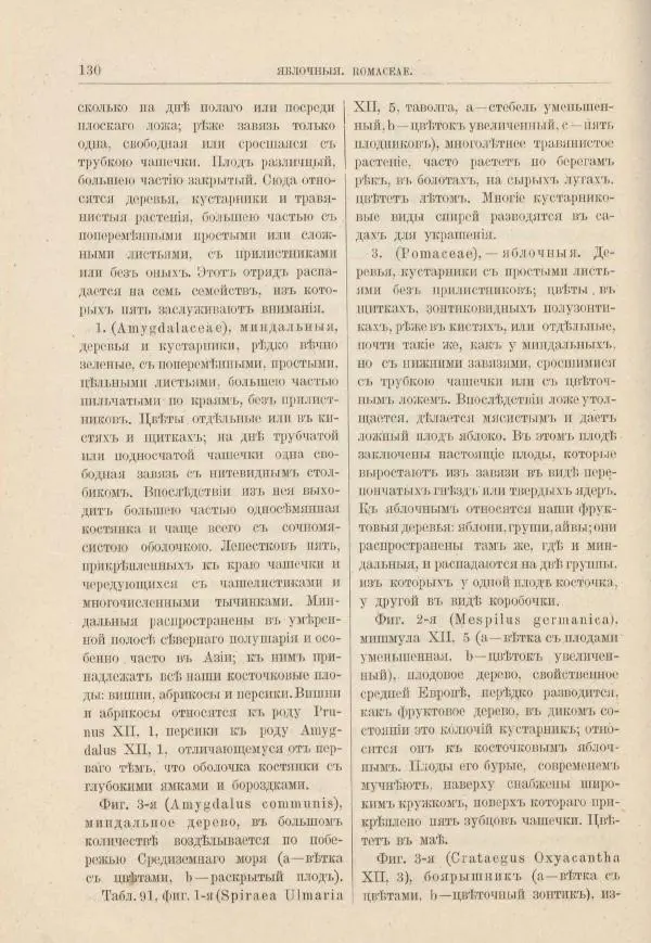 М. Вилькоммъ - Ботанический атлас - Страница № 146