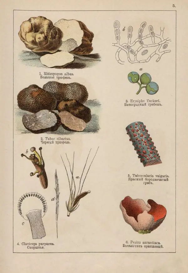 М. Вилькоммъ - Ботанический атлас - Страница № 203