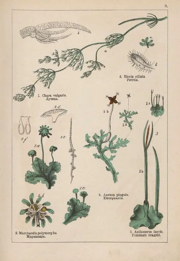 М. Вилькоммъ - Ботанический атлас - Страница № 207