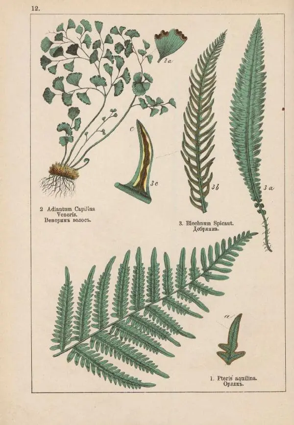 М. Вилькоммъ - Ботанический атлас - Страница № 210