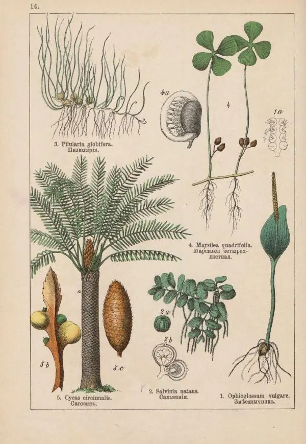 М. Вилькоммъ - Ботанический атлас - Страница № 212