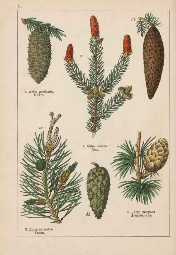 М. Вилькоммъ - Ботанический атлас - Страница № 214
