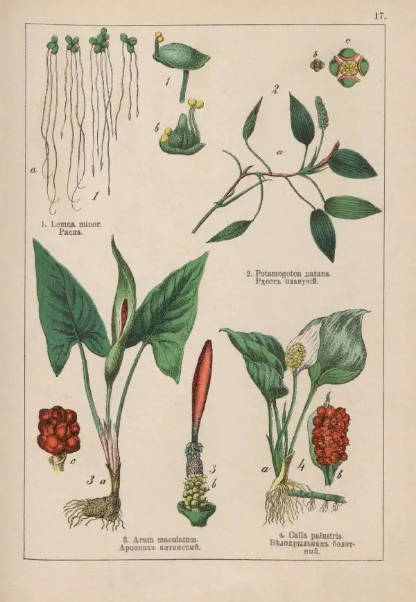 М. Вилькоммъ - Ботанический атлас - Страница № 215