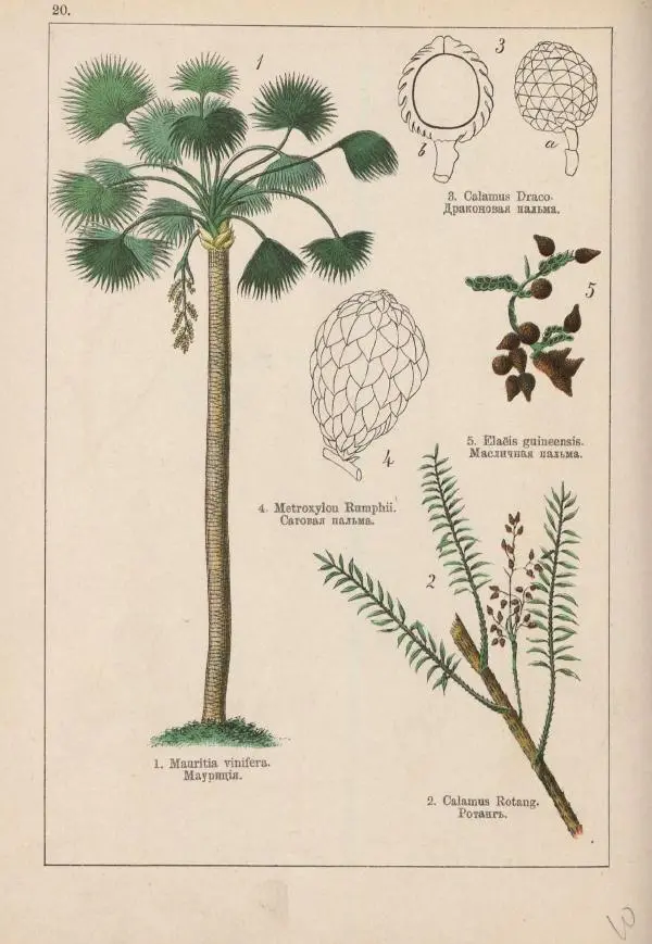 М. Вилькоммъ - Ботанический атлас - Страница № 218
