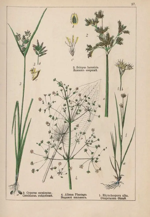 М. Вилькоммъ - Ботанический атлас - Страница № 225