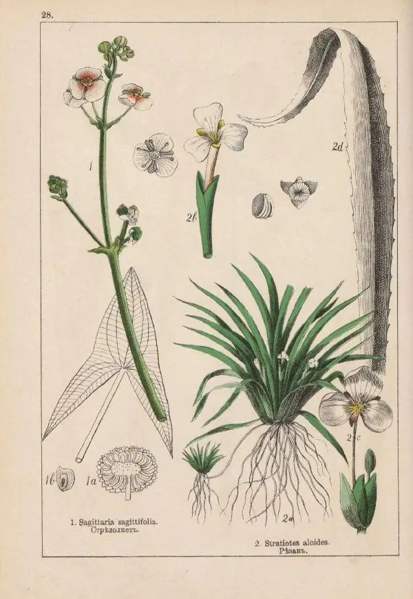 М. Вилькоммъ - Ботанический атлас - Страница № 226