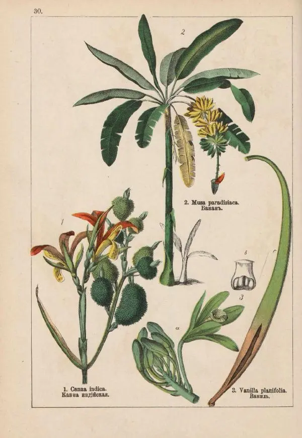 М. Вилькоммъ - Ботанический атлас - Страница № 228