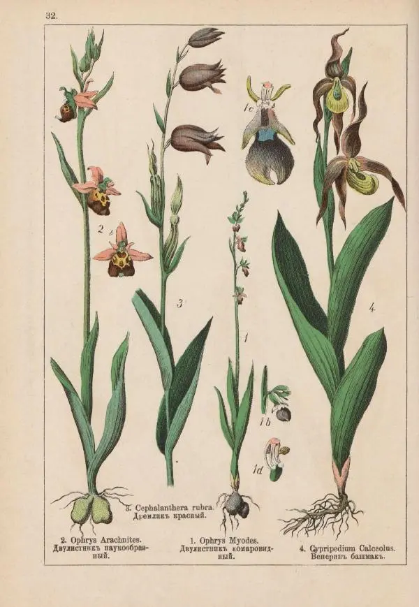 М. Вилькоммъ - Ботанический атлас - Страница № 230