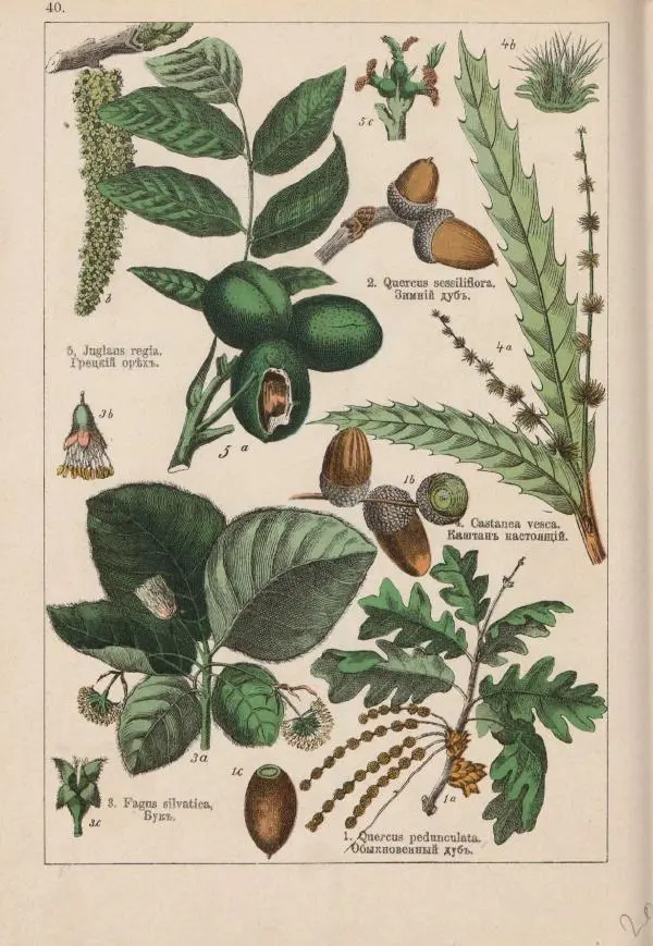 М. Вилькоммъ - Ботанический атлас - Страница № 238