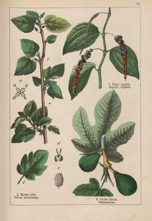 М. Вилькоммъ - Ботанический атлас - Страница № 239