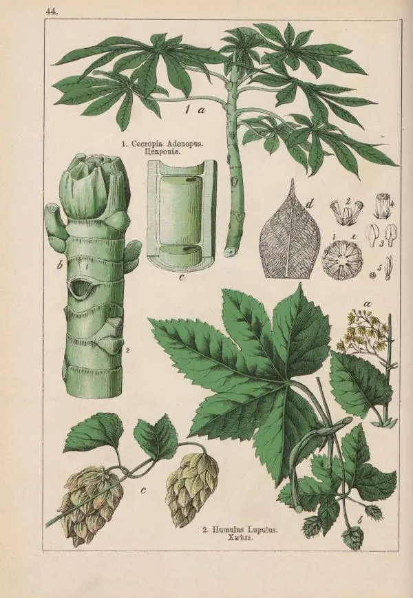 М. Вилькоммъ - Ботанический атлас - Страница № 242