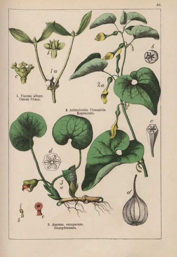 М. Вилькоммъ - Ботанический атлас - Страница № 247