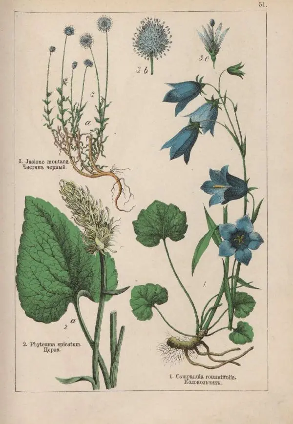 М. Вилькоммъ - Ботанический атлас - Страница № 249