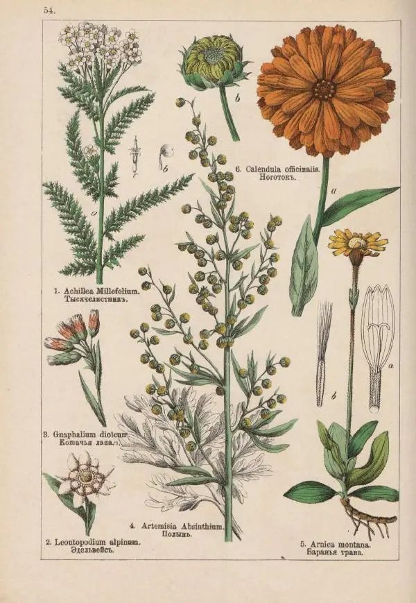 М. Вилькоммъ - Ботанический атлас - Страница № 252