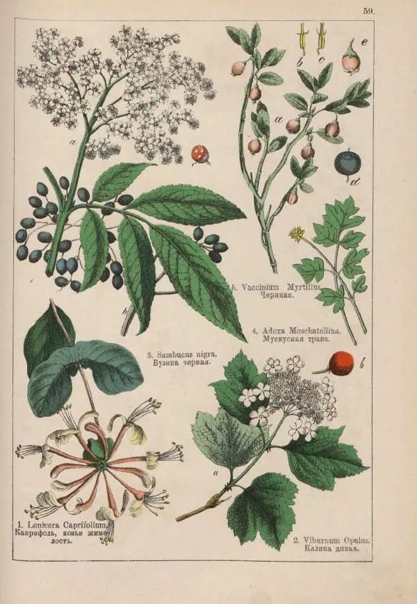 М. Вилькоммъ - Ботанический атлас - Страница № 257