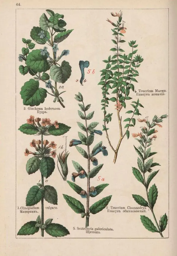 М. Вилькоммъ - Ботанический атлас - Страница № 262