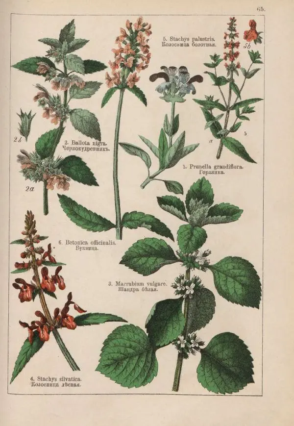 М. Вилькоммъ - Ботанический атлас - Страница № 263