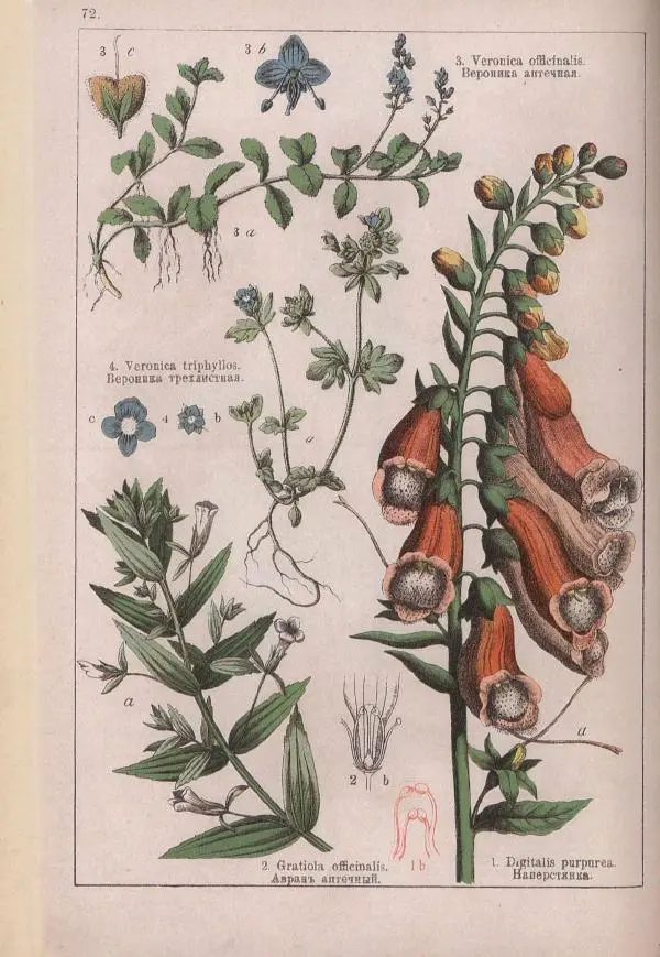 М. Вилькоммъ - Ботанический атлас - Страница № 270