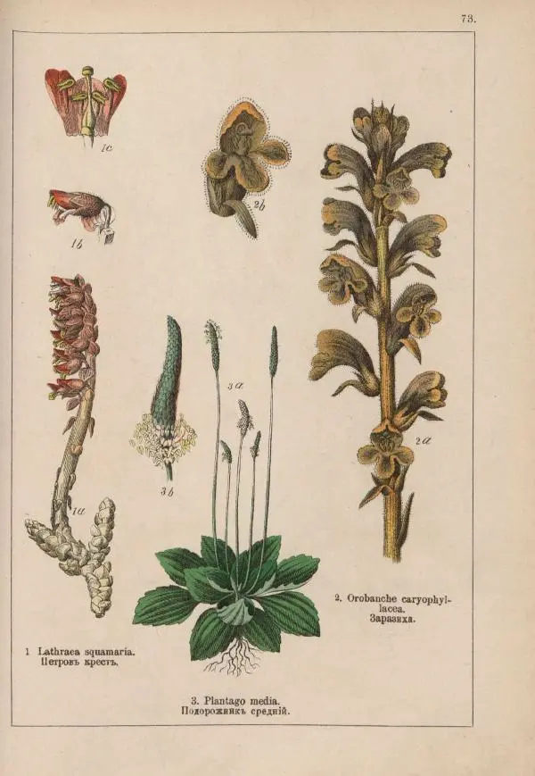 М. Вилькоммъ - Ботанический атлас - Страница № 271