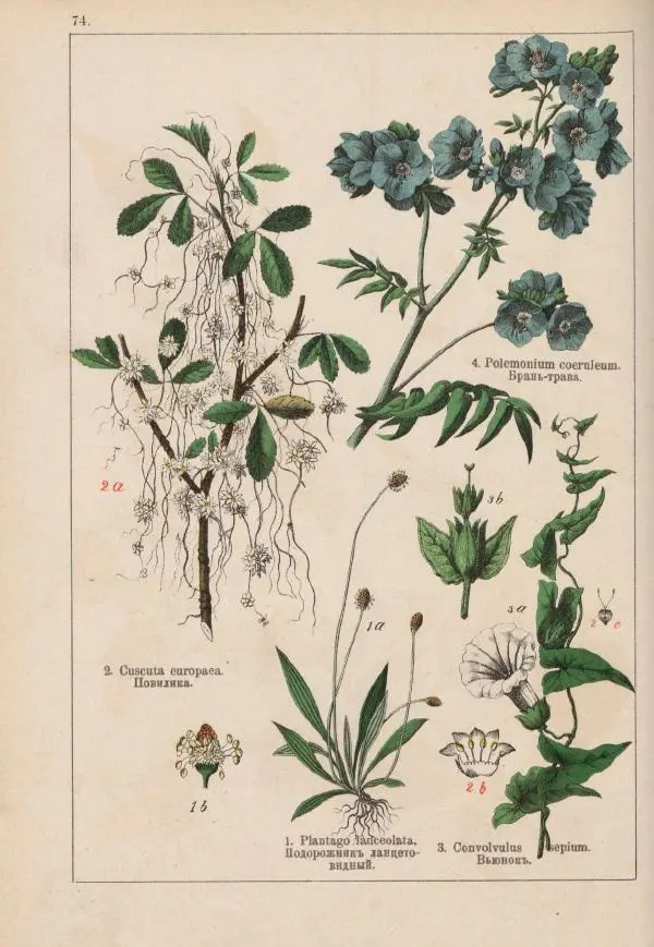 М. Вилькоммъ - Ботанический атлас - Страница № 272