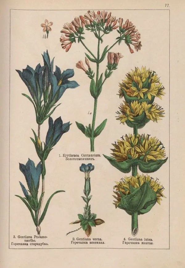 М. Вилькоммъ - Ботанический атлас - Страница № 275