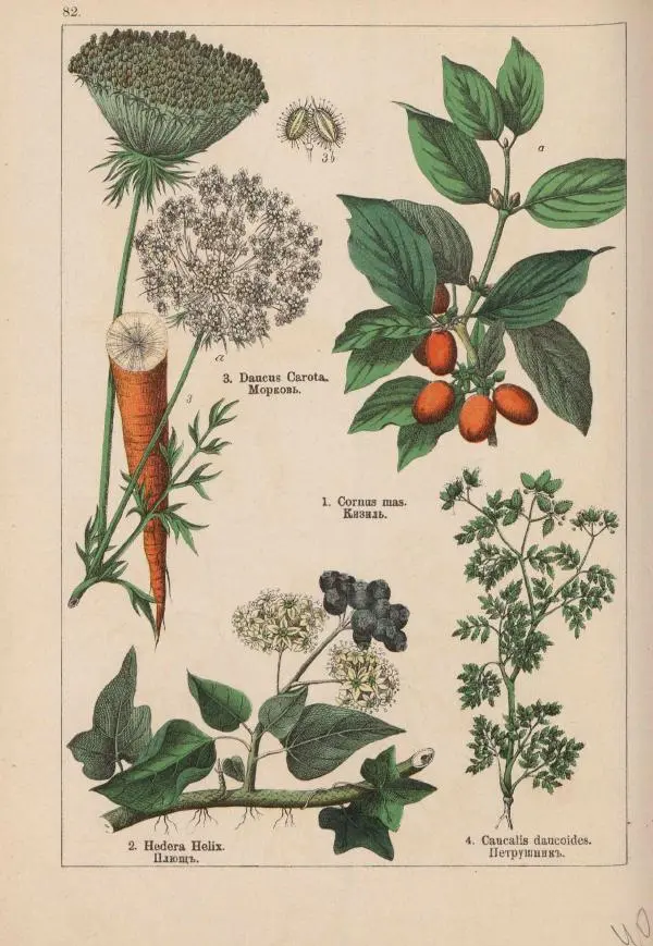 М. Вилькоммъ - Ботанический атлас - Страница № 280