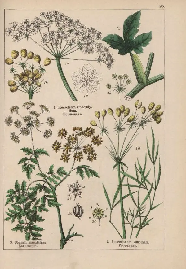 М. Вилькоммъ - Ботанический атлас - Страница № 283