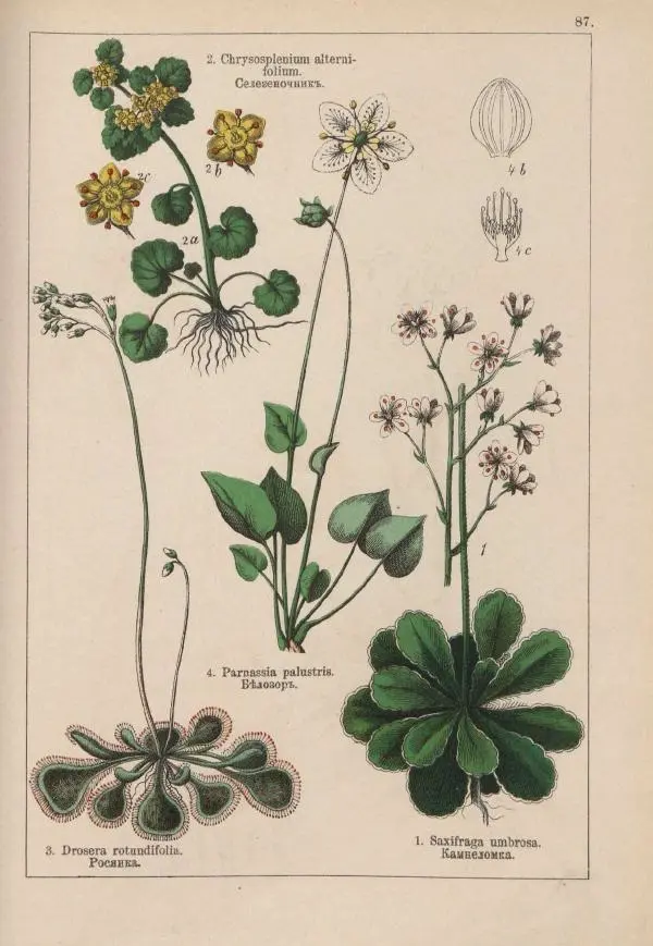 М. Вилькоммъ - Ботанический атлас - Страница № 285