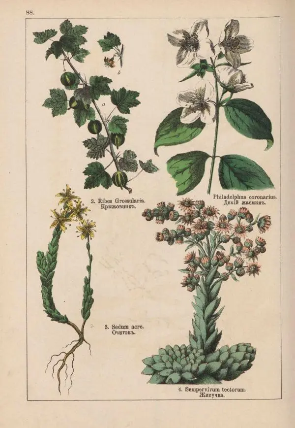 М. Вилькоммъ - Ботанический атлас - Страница № 286