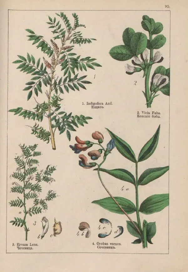 М. Вилькоммъ - Ботанический атлас - Страница № 293