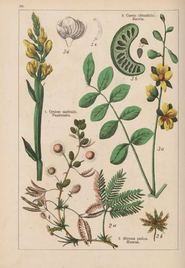 М. Вилькоммъ - Ботанический атлас - Страница № 296