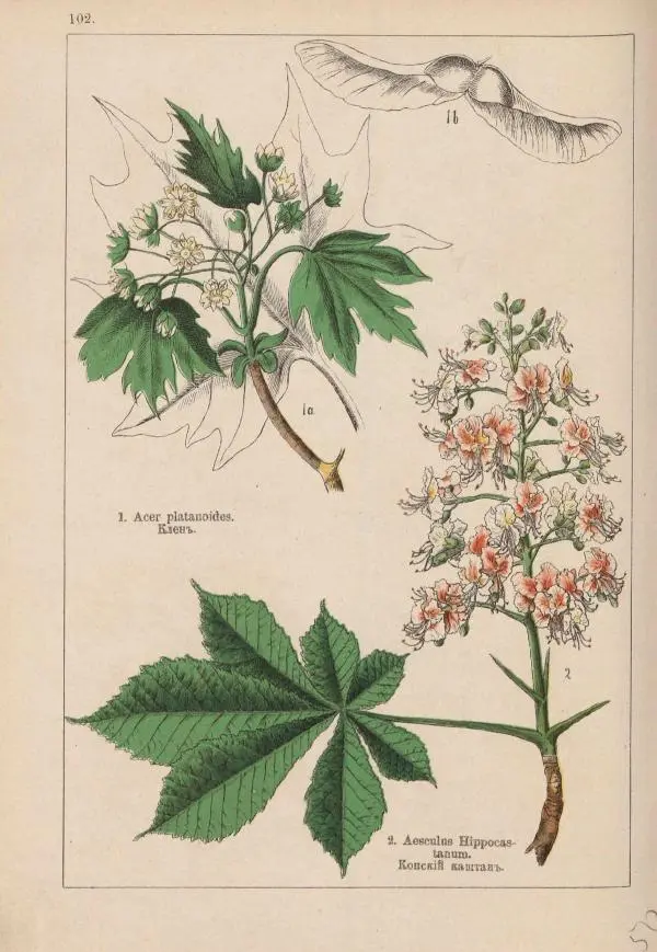 М. Вилькоммъ - Ботанический атлас - Страница № 300