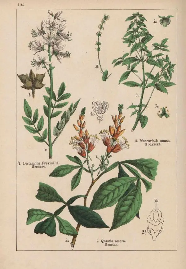 М. Вилькоммъ - Ботанический атлас - Страница № 302