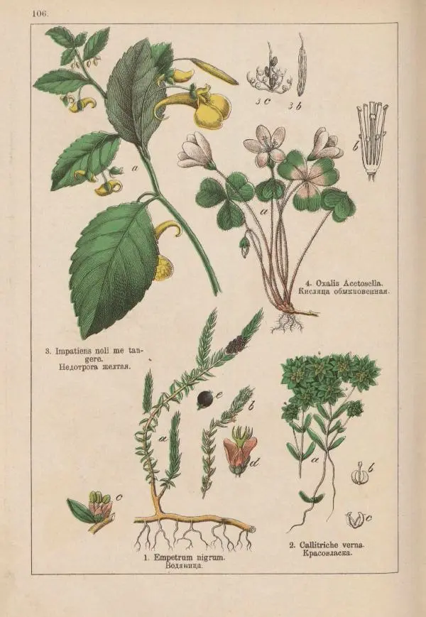 М. Вилькоммъ - Ботанический атлас - Страница № 304