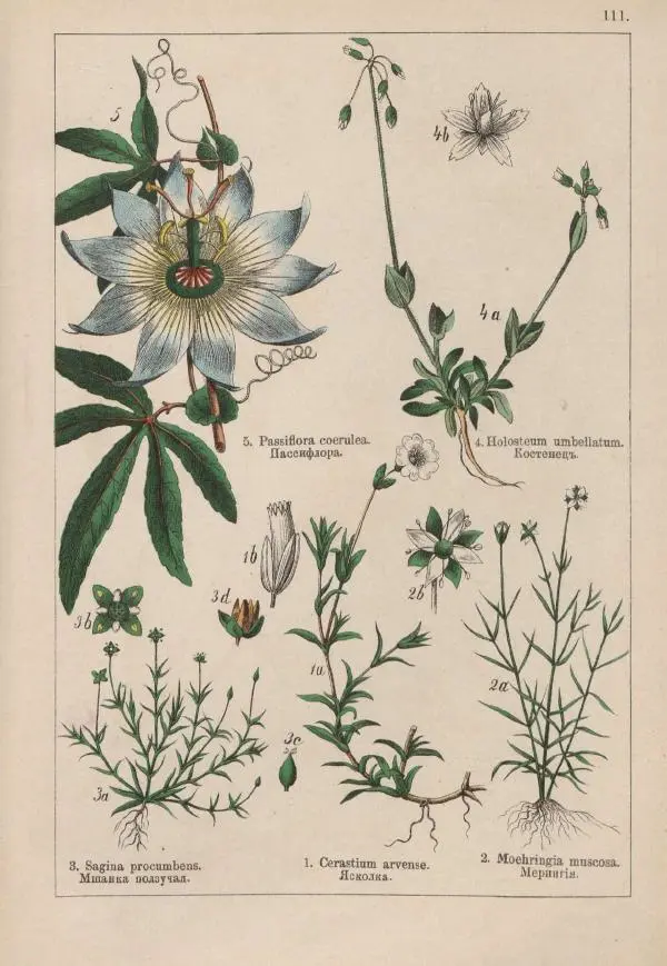 М. Вилькоммъ - Ботанический атлас - Страница № 309
