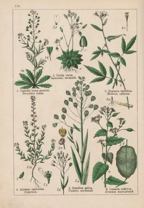 М. Вилькоммъ - Ботанический атлас - Страница № 312