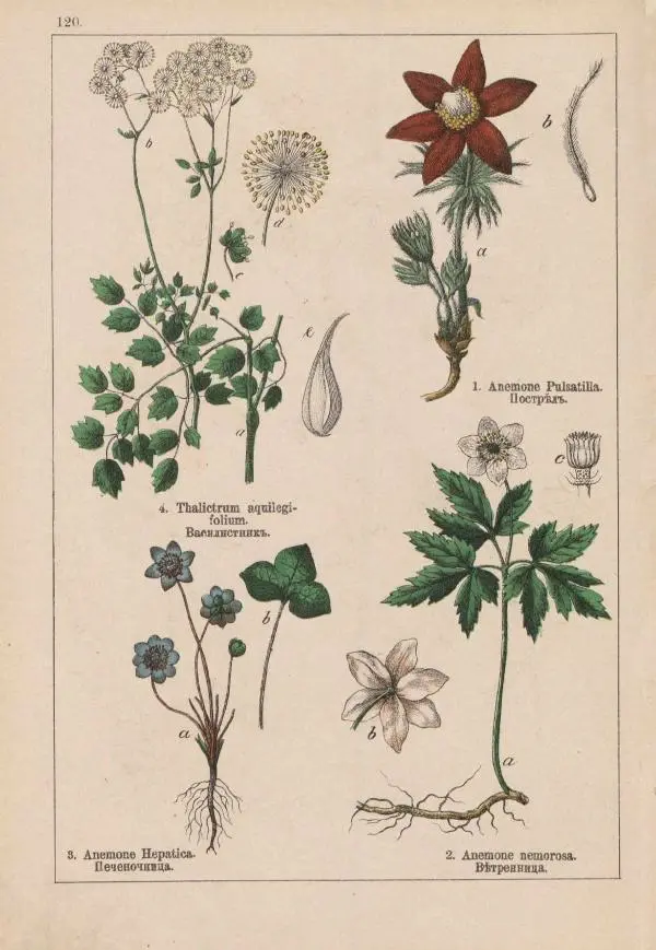 М. Вилькоммъ - Ботанический атлас - Страница № 318