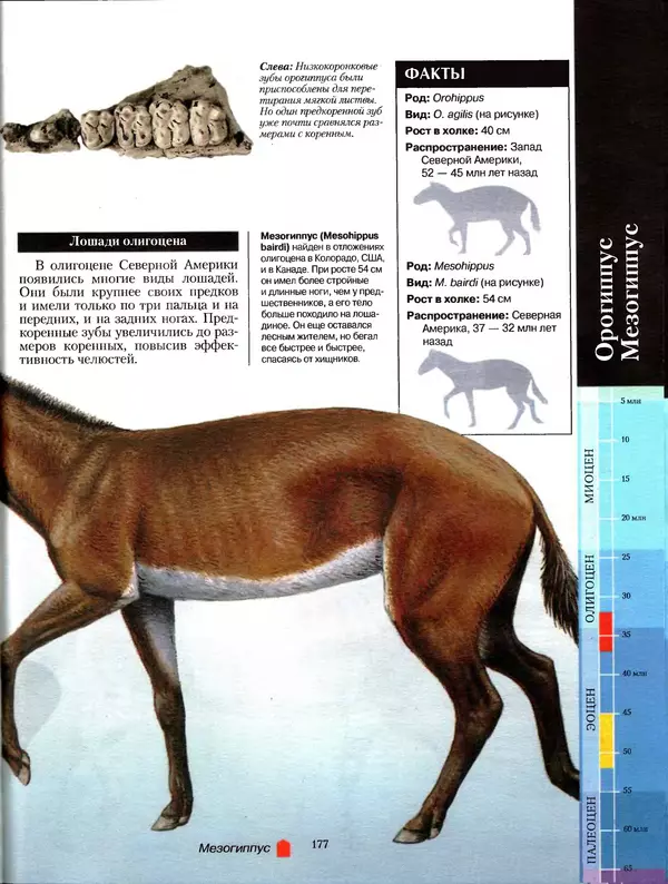 Алан Тернер - Большая энциклопедия доисторических животных - Страница № 176