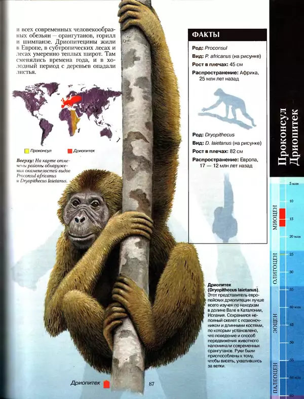 Алан Тернер - Большая энциклопедия доисторических животных - Страница № 86