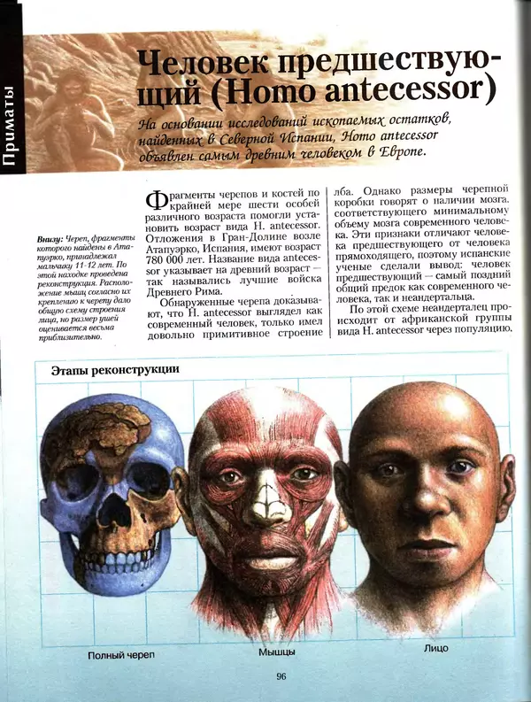 Алан Тернер - Большая энциклопедия доисторических животных - Страница № 95