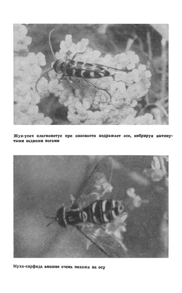 Павел Мариковский - Насекомые защищаются - Страница № 158