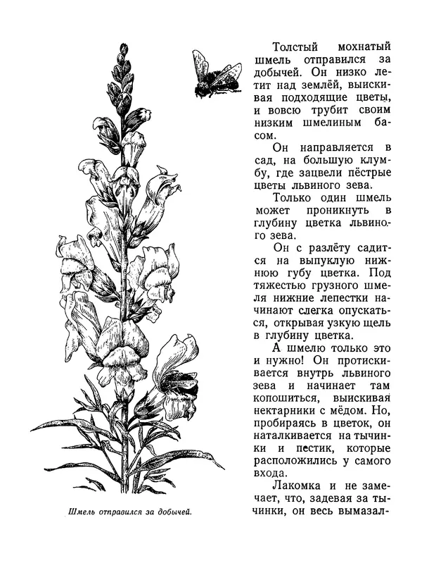 Вера Ветлина - Рассказы о цветах - Страница № 21