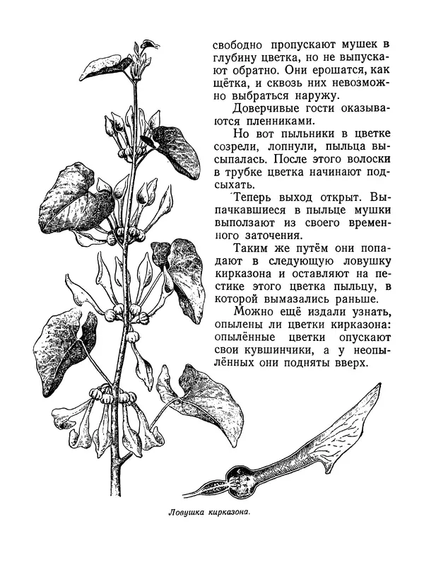 Вера Ветлина - Рассказы о цветах - Страница № 23