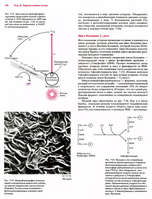 Питер Рейвн - Современная ботаника. В 2х томах. Том 1 - Страница № 102