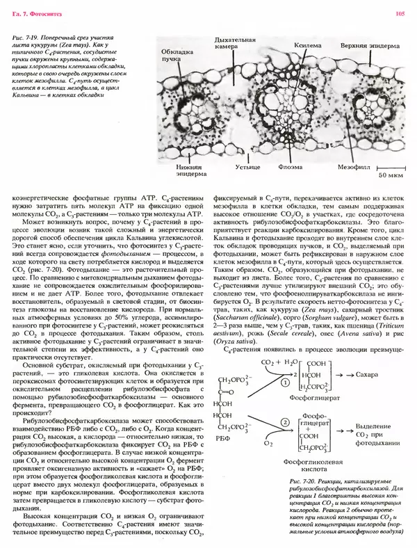 Питер Рейвн - Современная ботаника. В 2х томах. Том 1 - Страница № 105