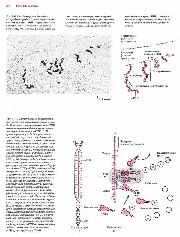 Питер Рейвн - Современная ботаника. В 2х томах. Том 1 - Страница № 120