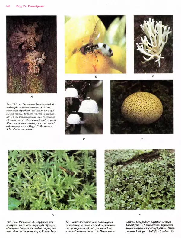Питер Рейвн - Современная ботаника. В 2х томах. Том 1 - Страница № 146