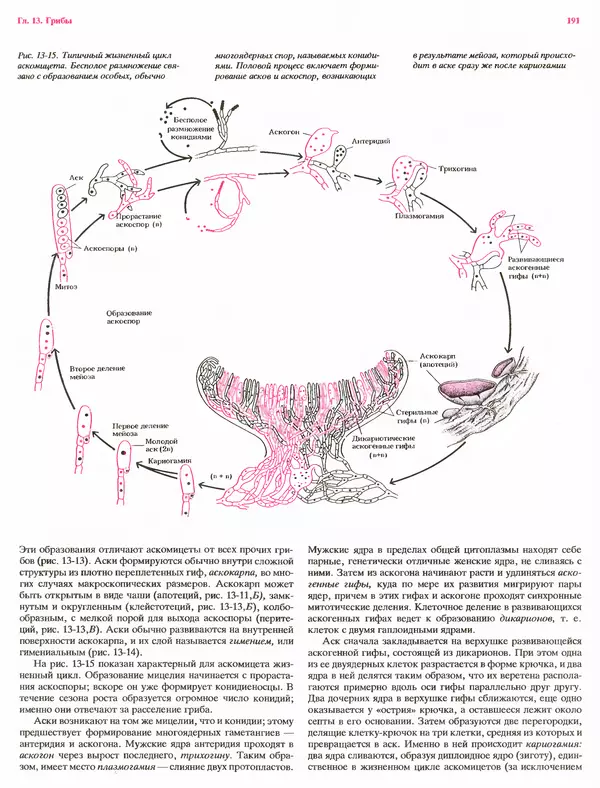 Питер Рейвн - Современная ботаника. В 2х томах. Том 1 - Страница № 191